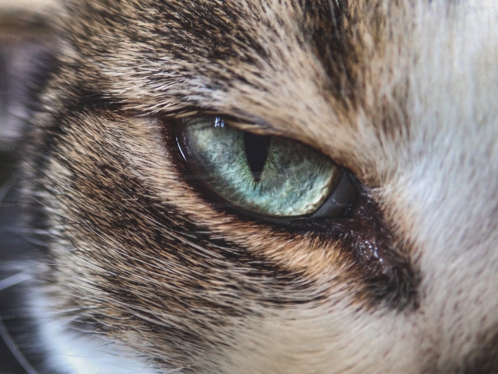 a close up of a cat's green eyes