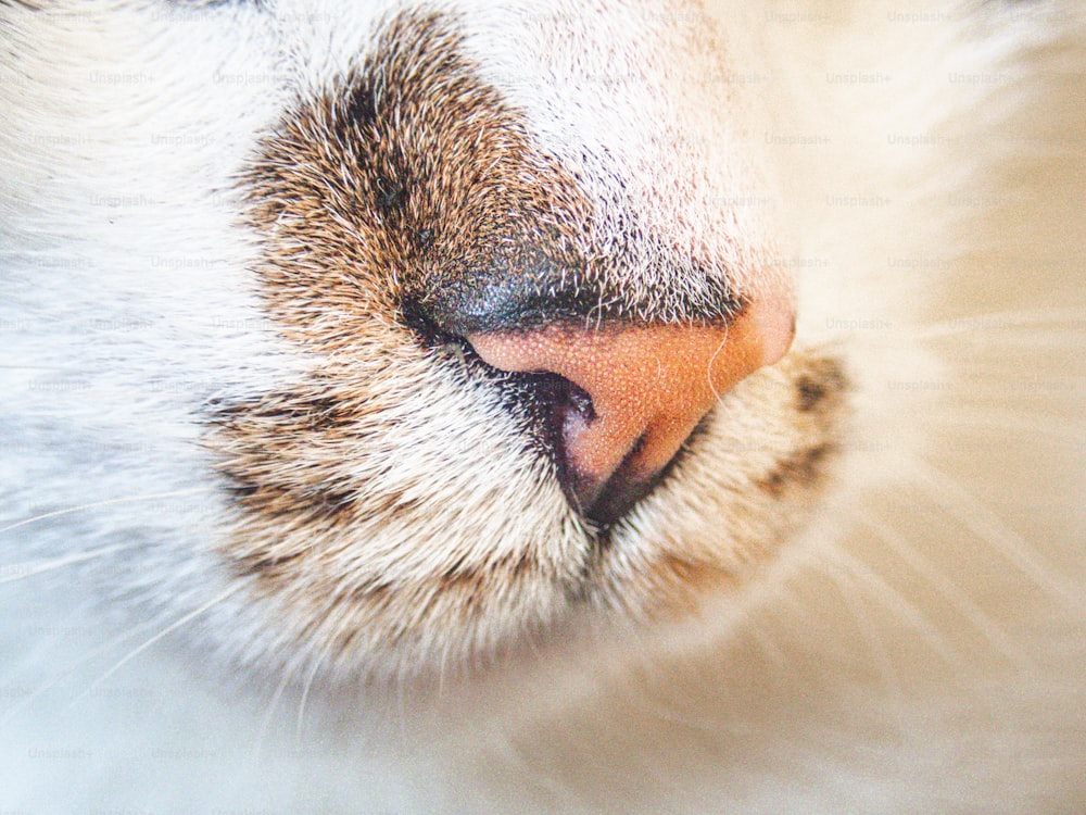 un gros plan du visage d’un chat avec un arrière-plan flou