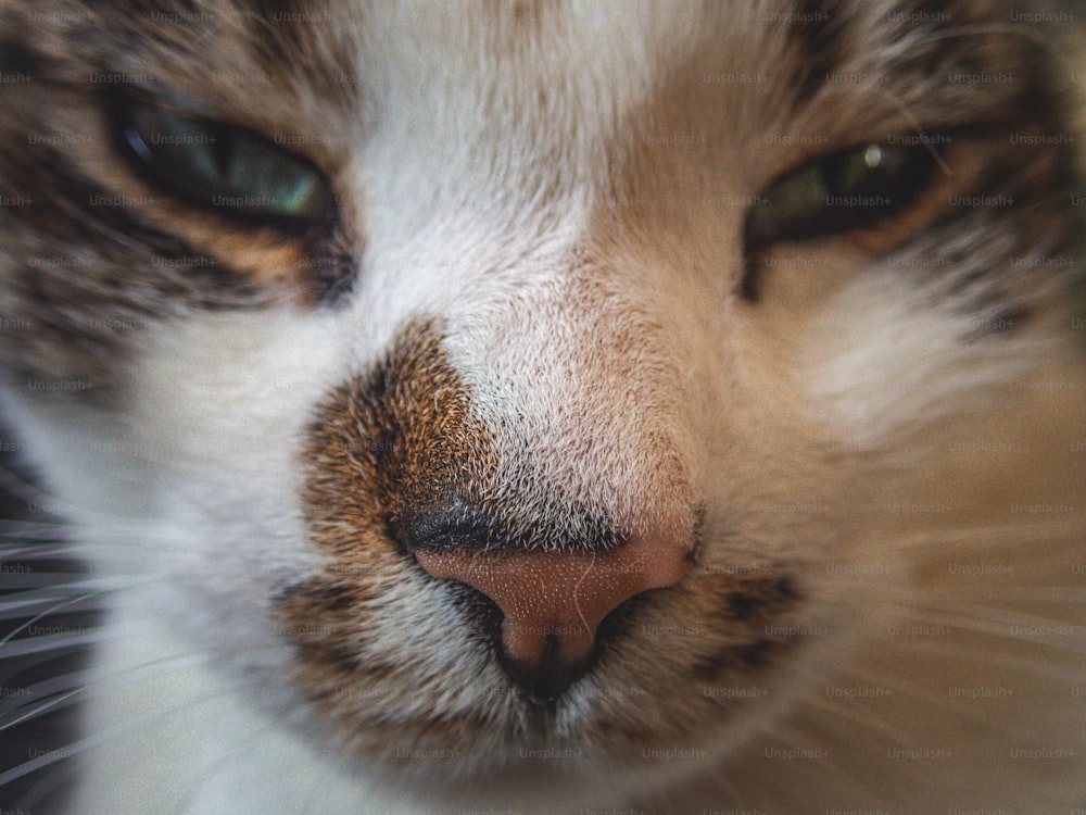 緑色の目を持つ猫の顔の接写