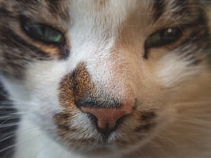 Eine Nahaufnahme des Gesichts einer Katze mit grünen Augen
