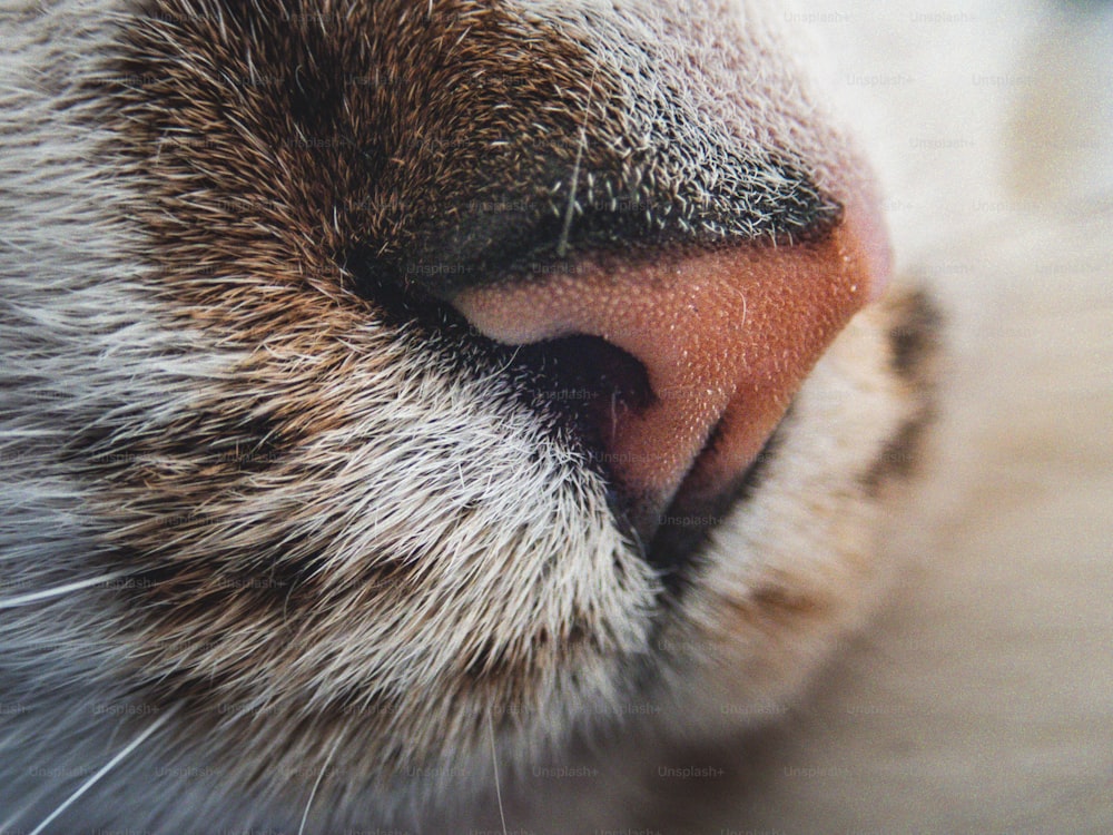Un primo piano del viso di un gatto con uno sfondo sfocato