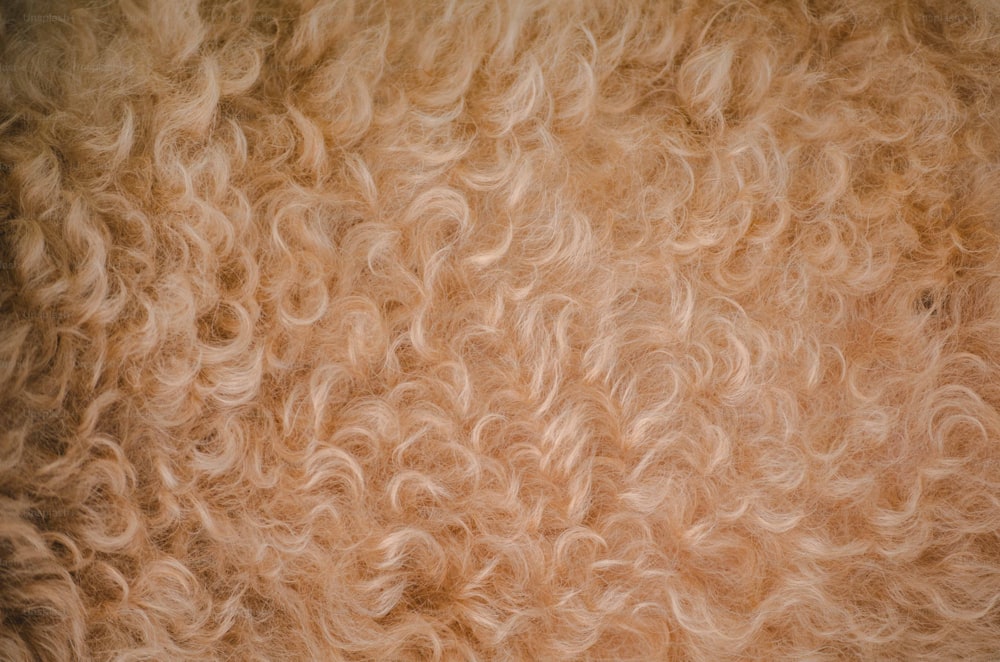 un gros plan de la texture de la fourrure d’un mouton