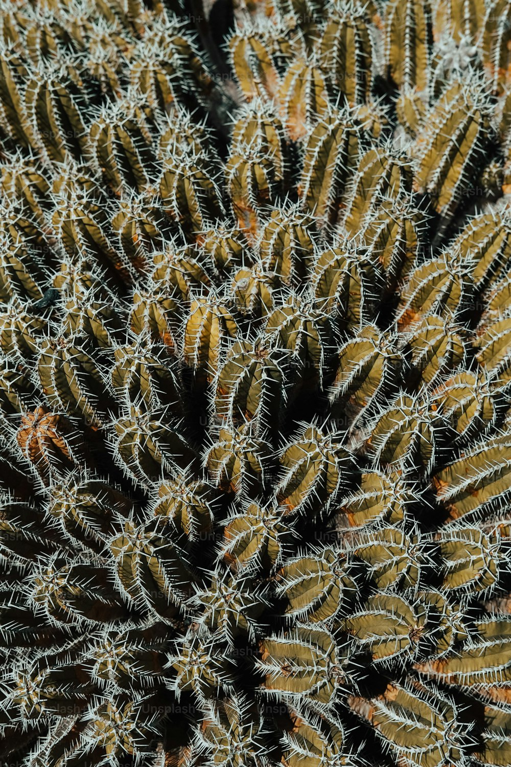 a close up view of a cactus plant