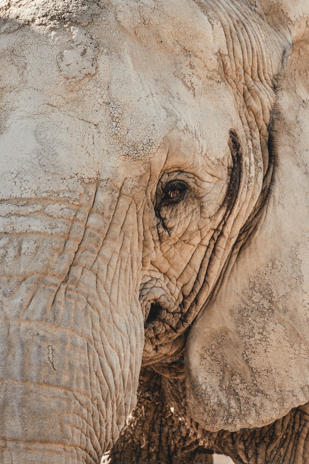 a close up of the face of an elephant