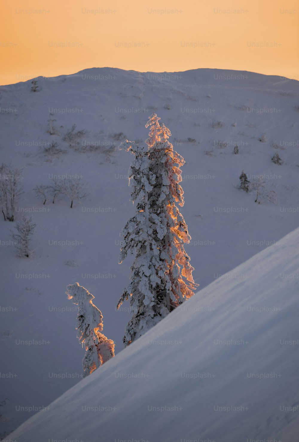 Una montaña cubierta de nieve con un árbol en primer plano