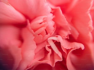 a close up view of a pink flower