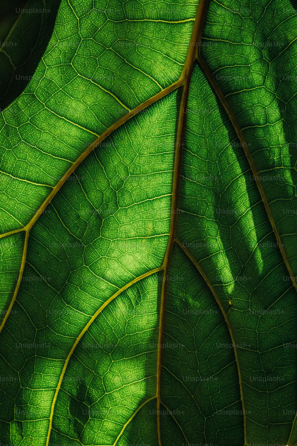 a close up of a large green leaf