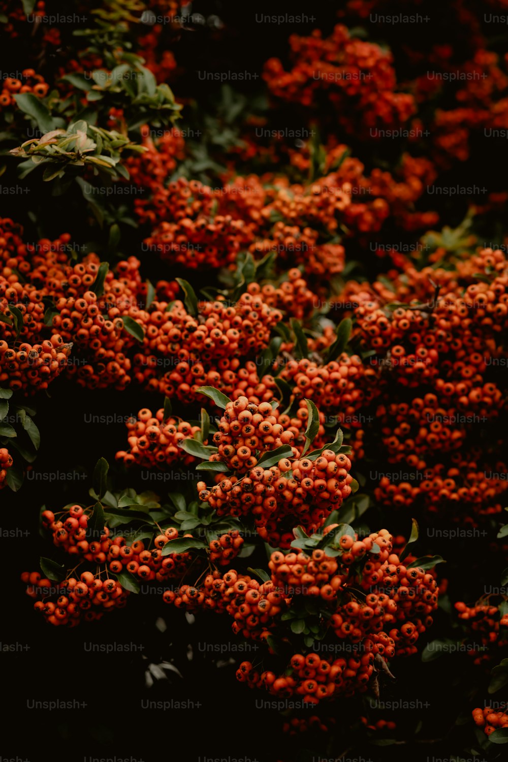 녹색 잎이있는 붉은 꽃 한 무리