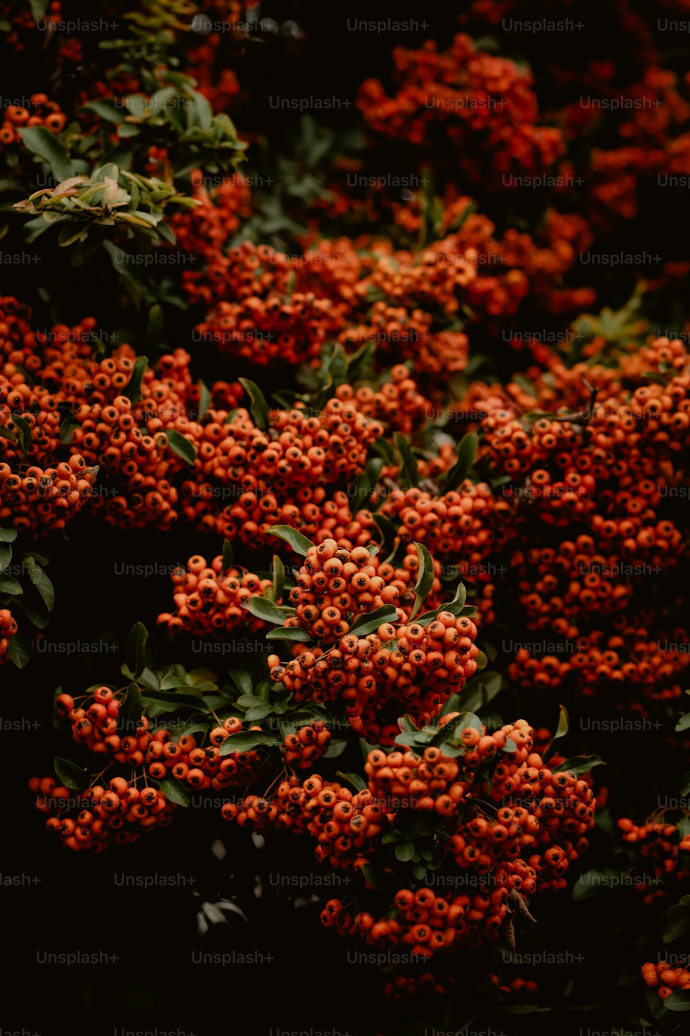 a bunch of red flowers with green leaves