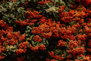 un montón de pequeñas bayas de naranja en un arbusto