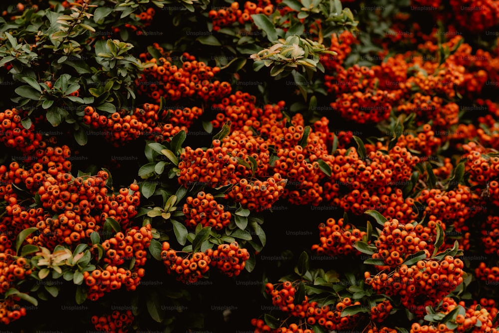 a bunch of small orange berries on a bush