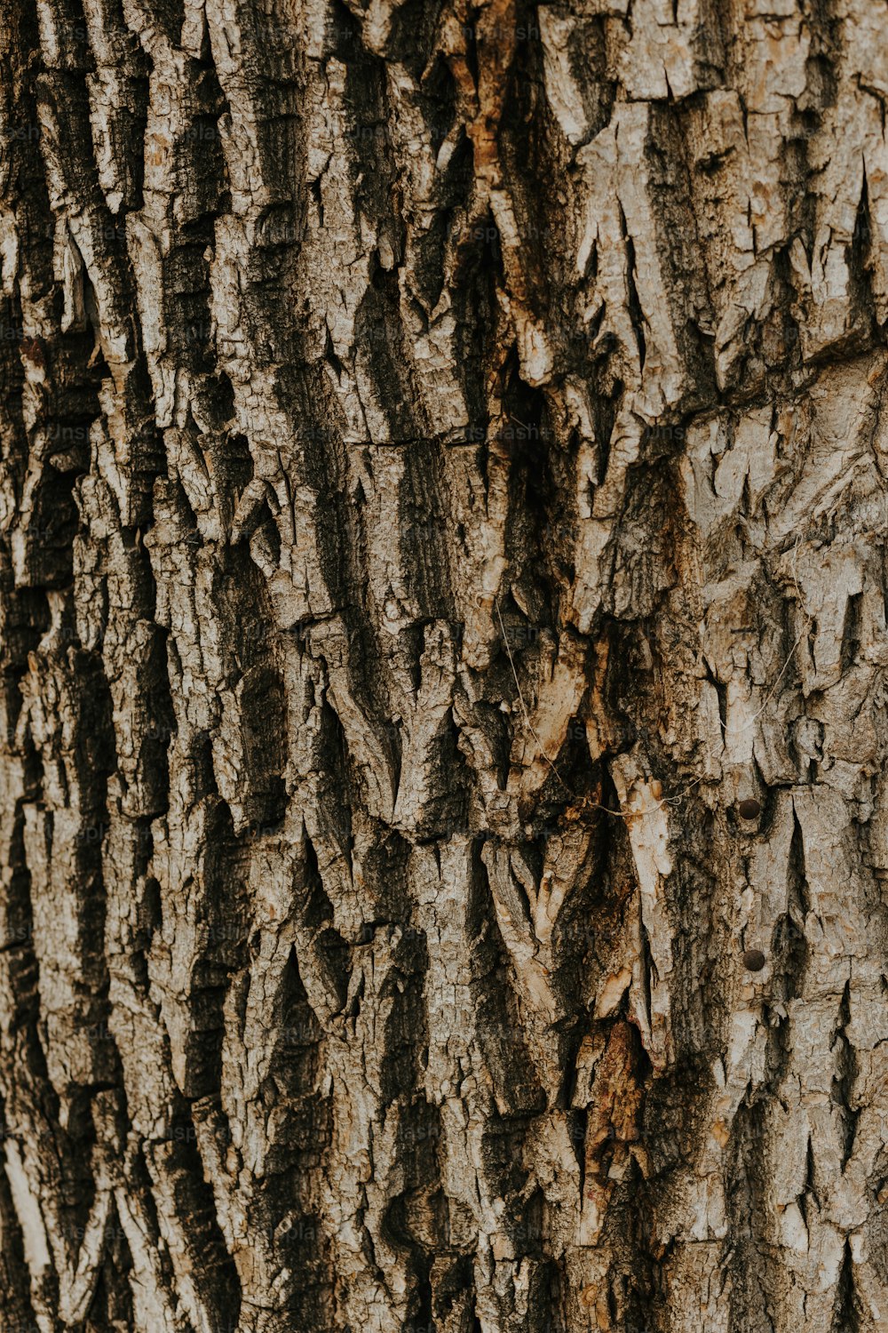 a close up of the bark of a tree