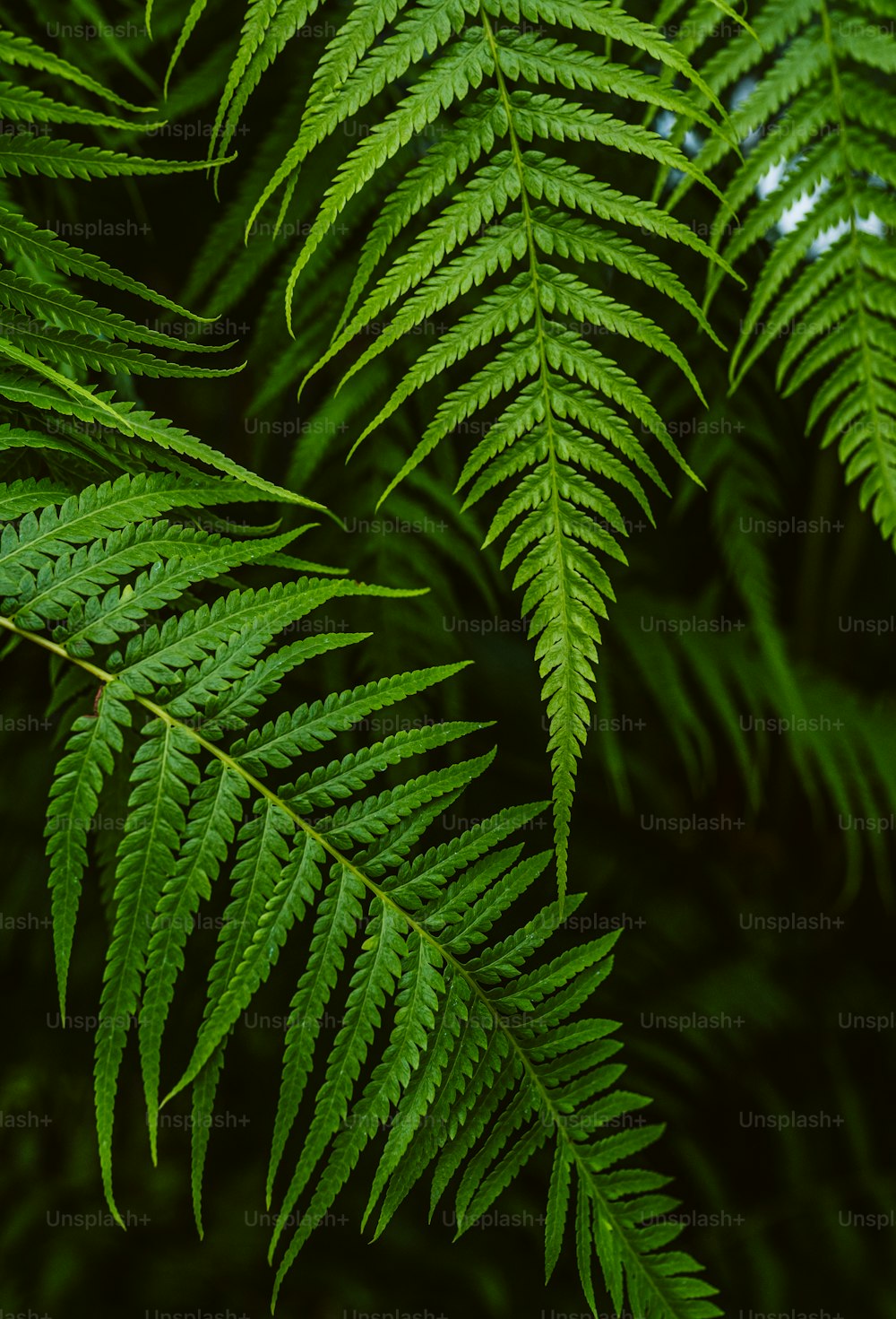 a close up of a green plant with lots of leaves