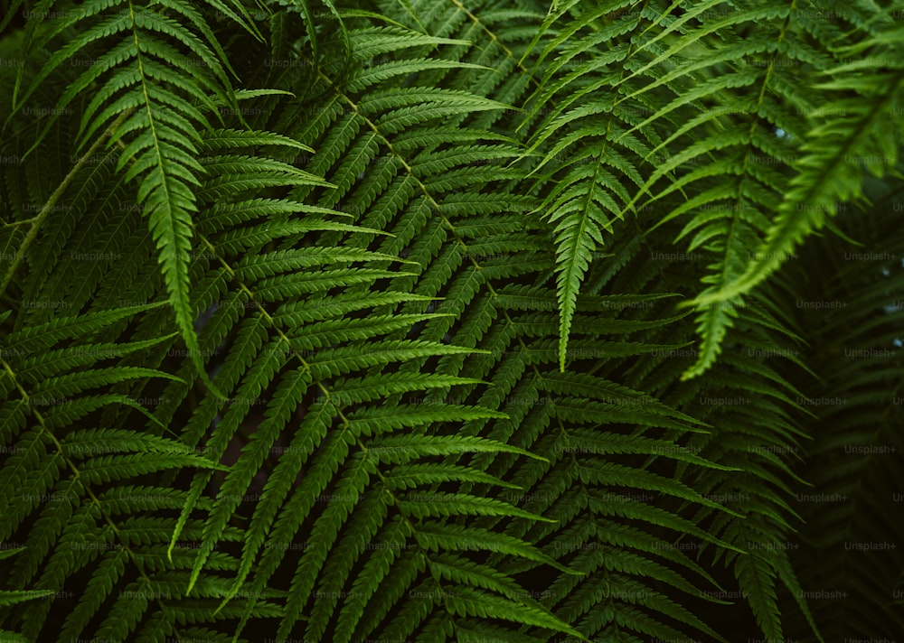 um close up de uma planta verde com muitas folhas