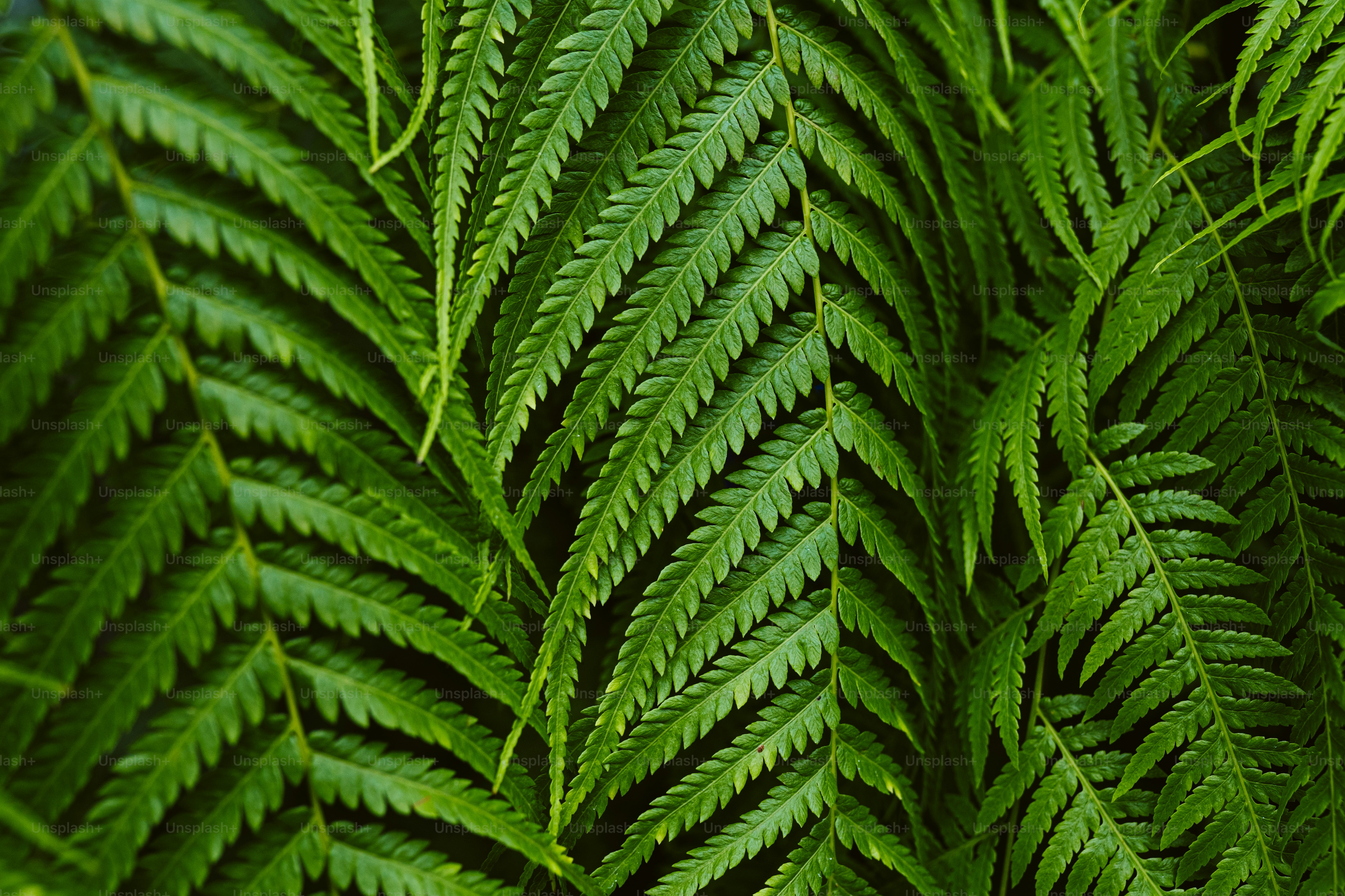 a close up of a green plant with lots of leaves