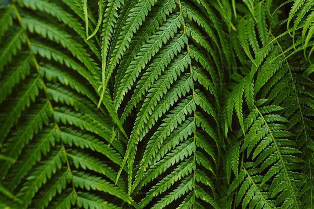 a close up of a green plant with lots of leaves