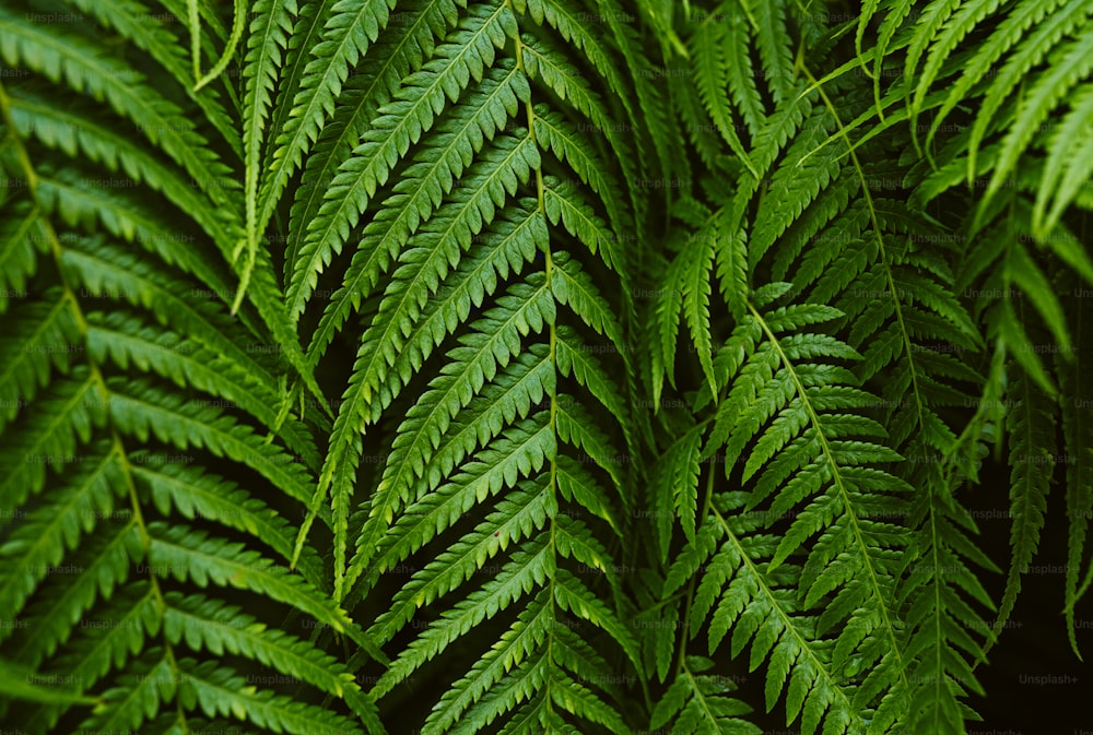 Gros plan d’une plante à feuilles vertes