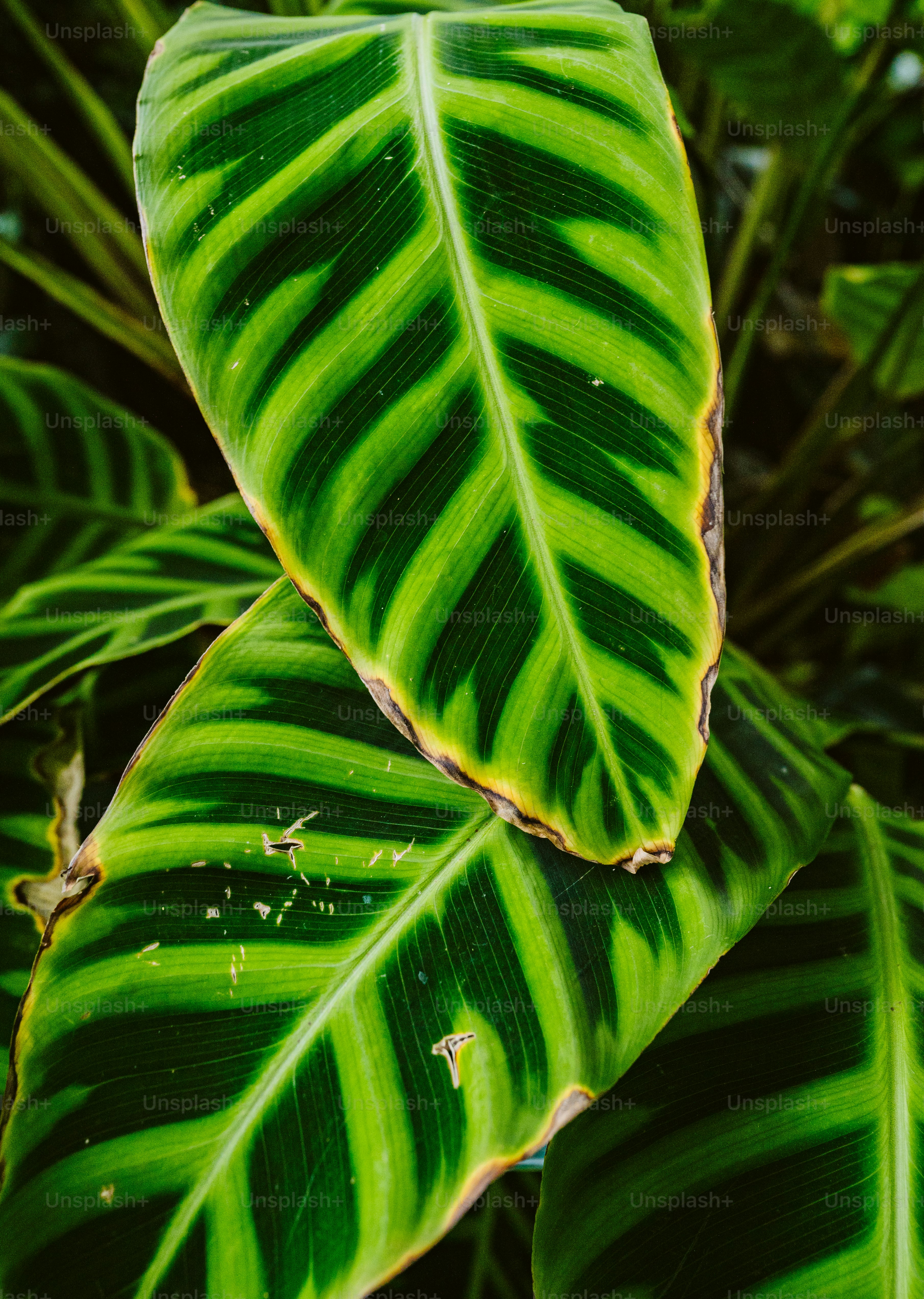 a close up of a large green leaf
