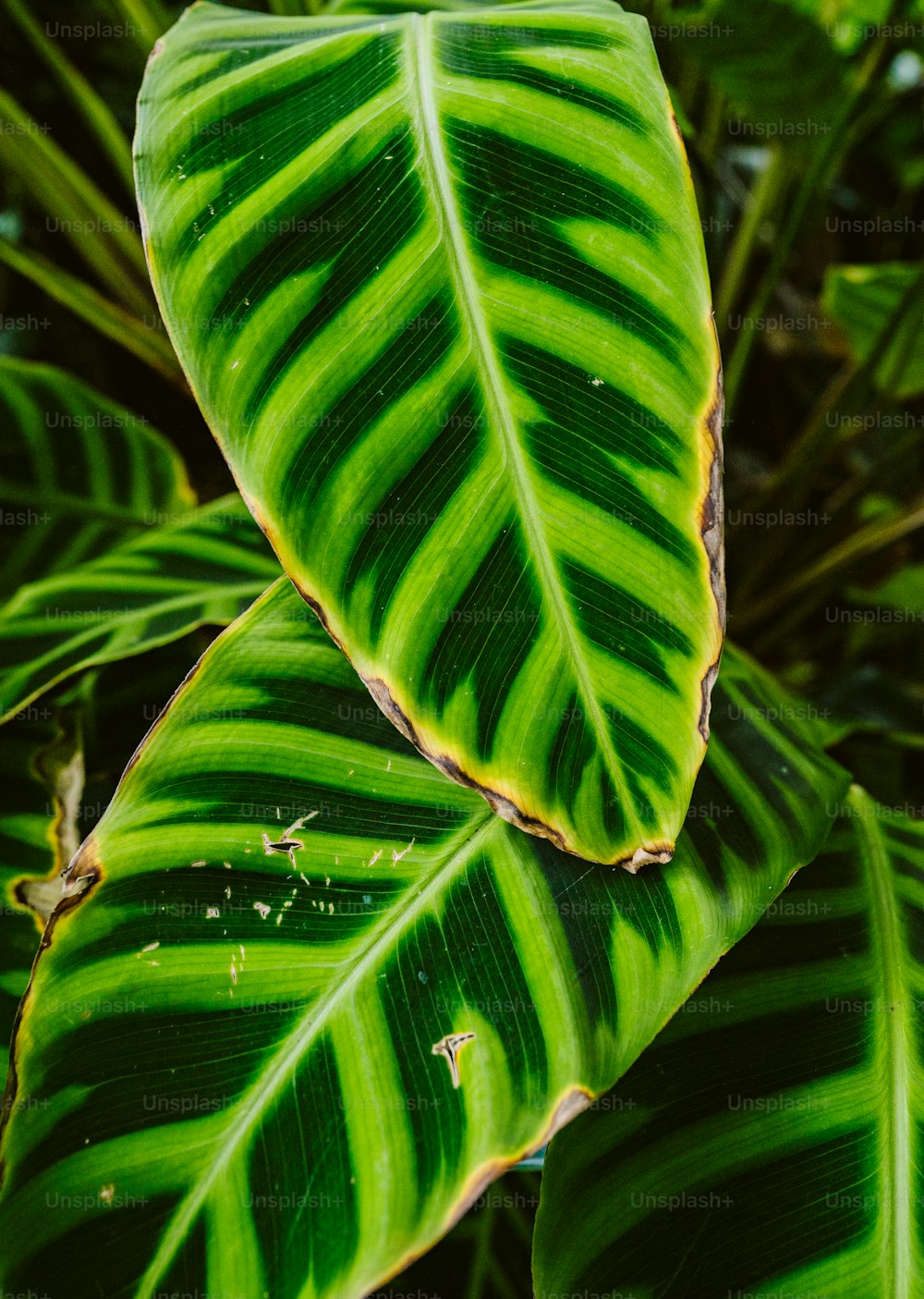 Un primer plano de una gran hoja verde