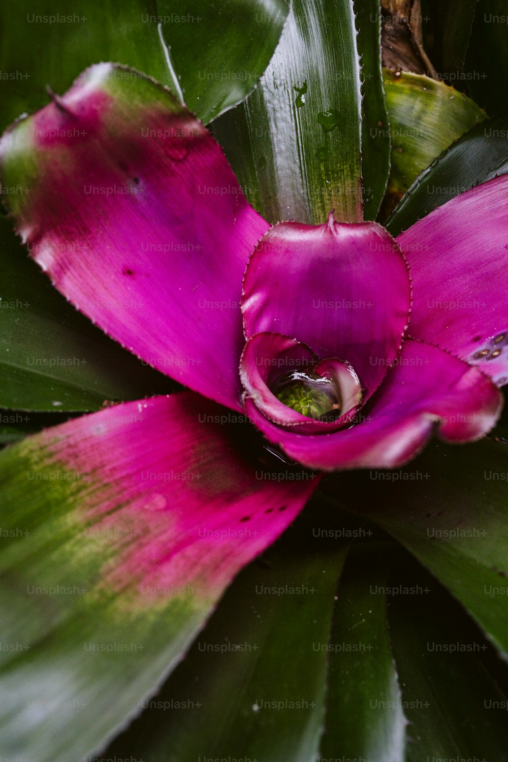 a pink flower with green leaves in the background