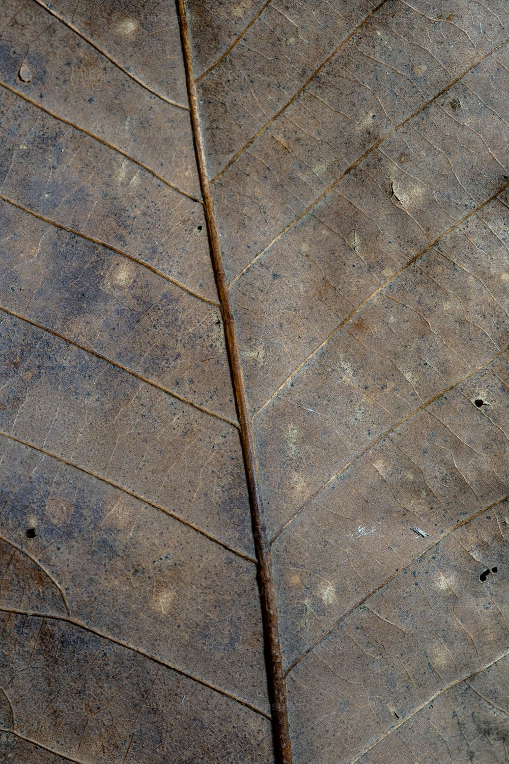 a close up of a brown leaf with little dots on it