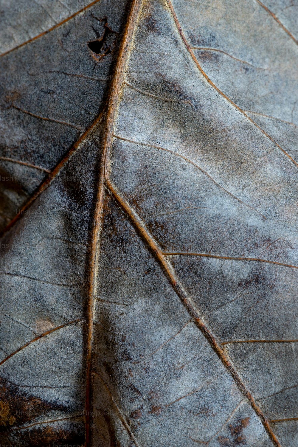 서리로 덥은 나뭇잎의 클로즈업