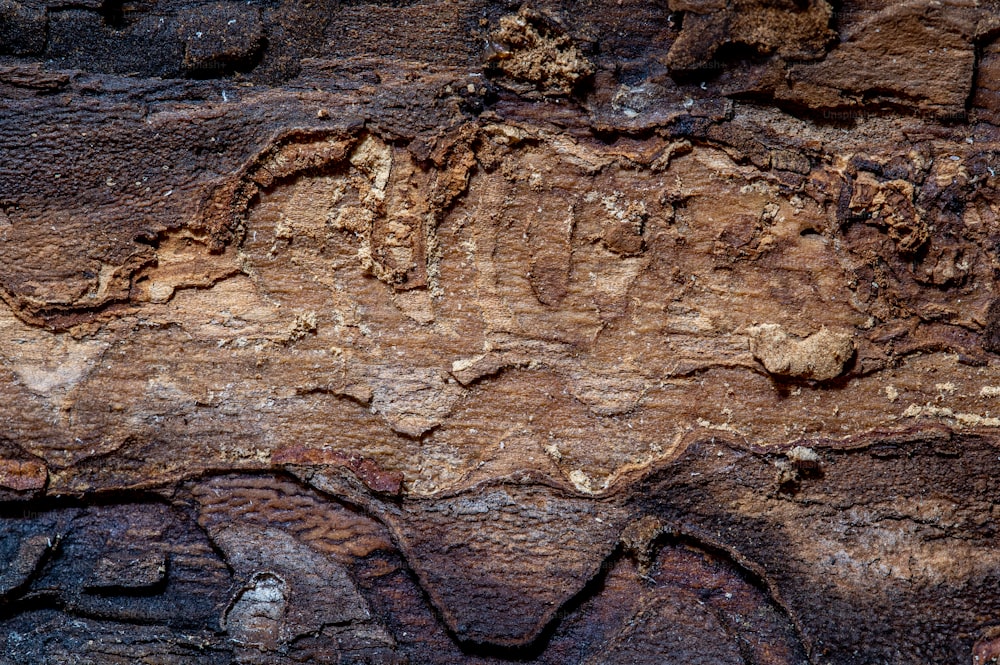 a close up of a rock face with a bird on it