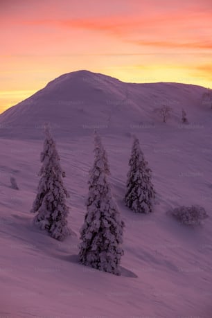 a group of snow covered trees sitting on top of a snow covered slope