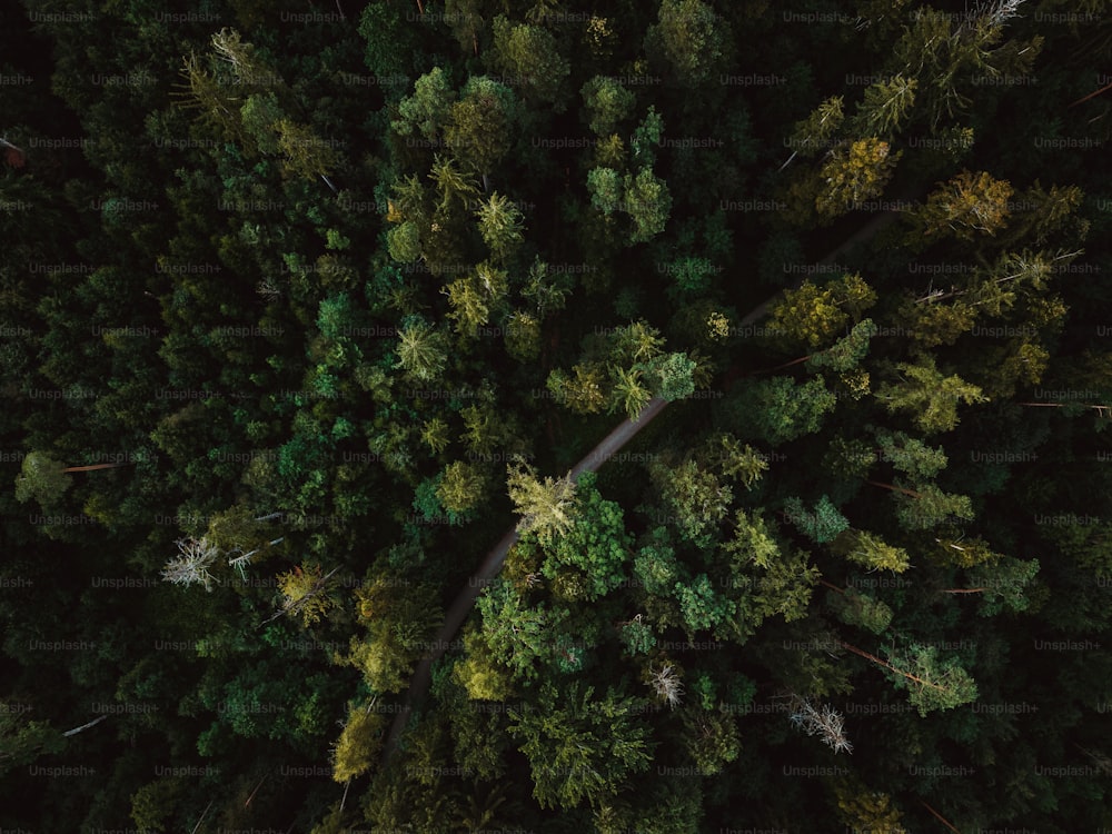 an aerial view of a forest with tall trees