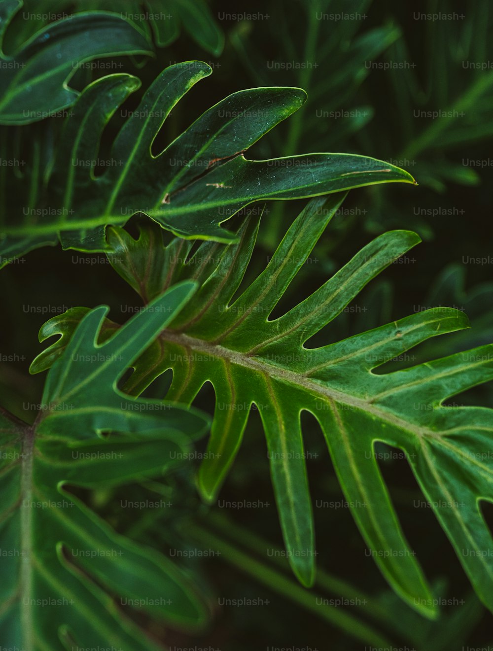 Un primer plano de una hoja verde en una planta
