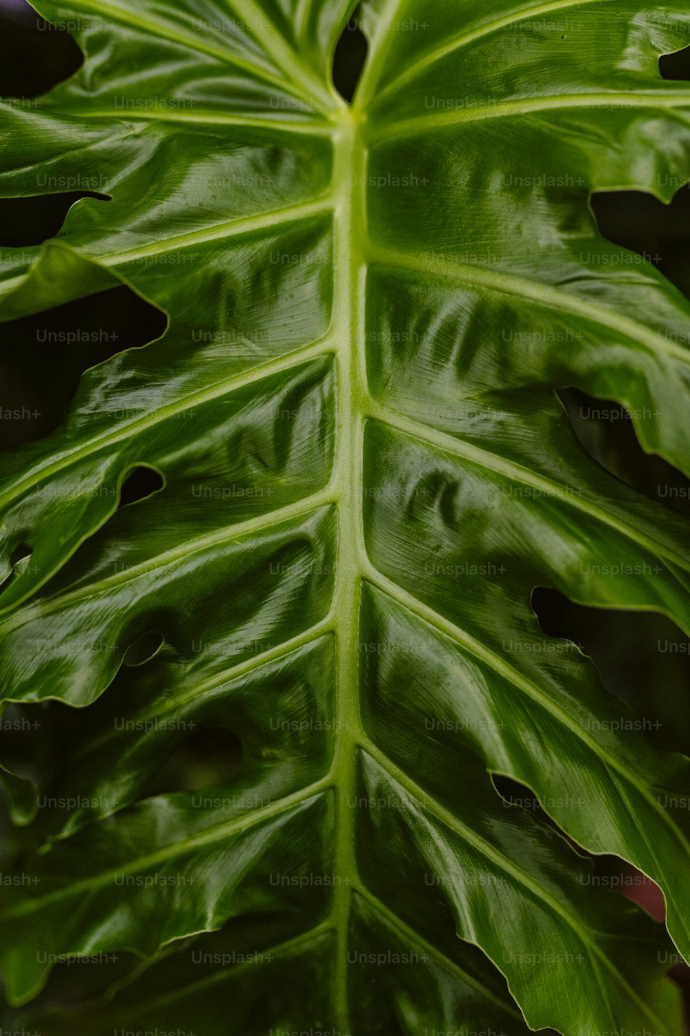Nahaufnahme eines großen grünen Blattes