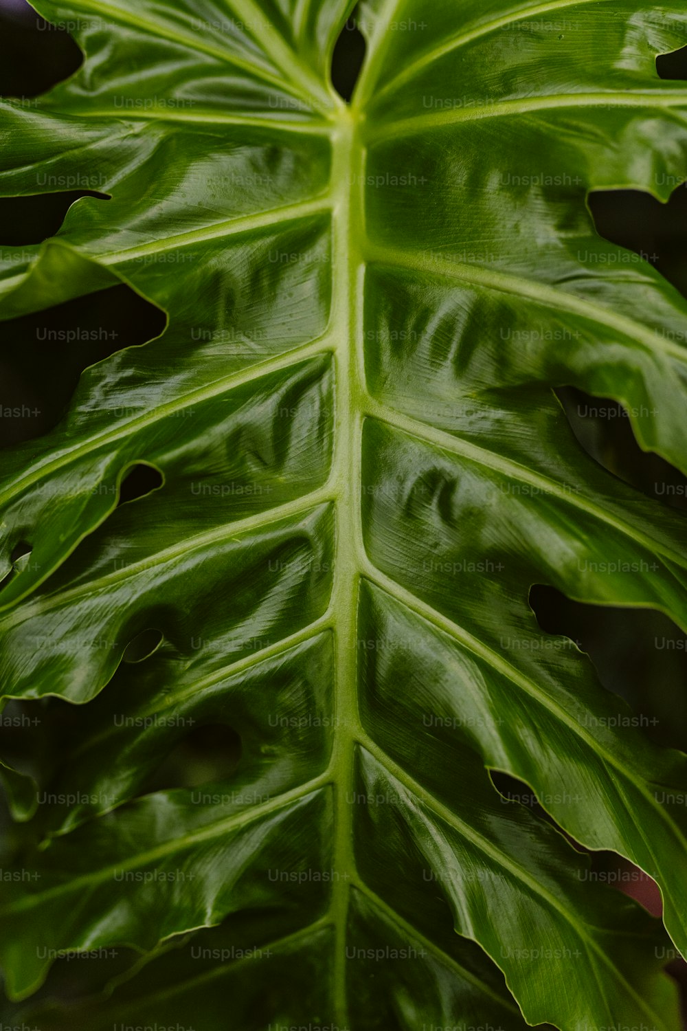 a close up of a large green leaf