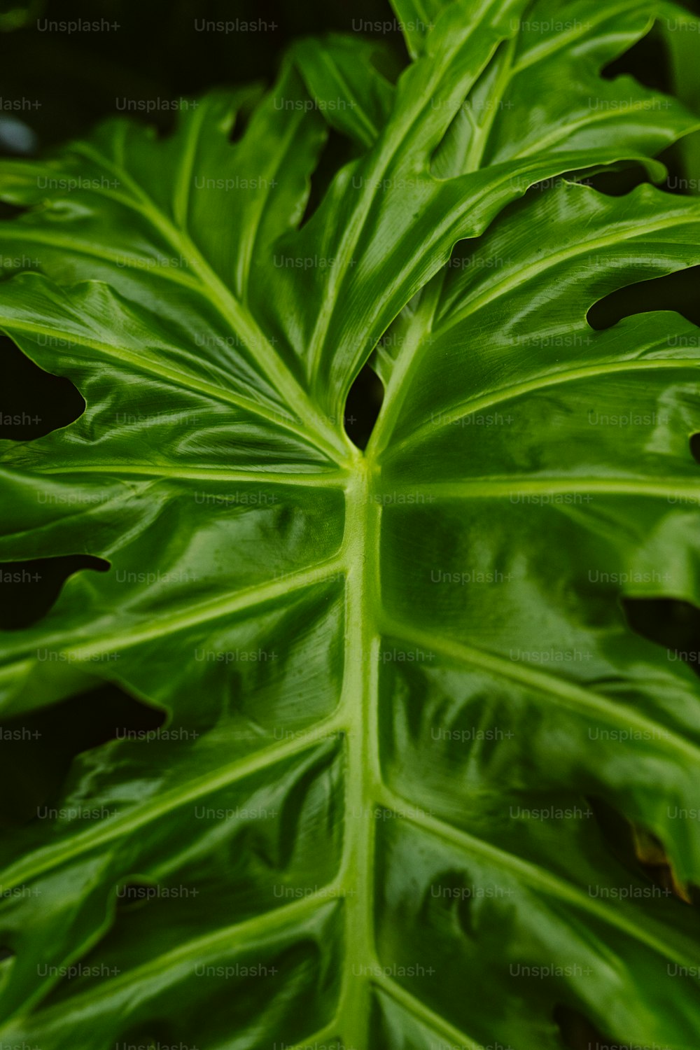 a close up of a large green leaf