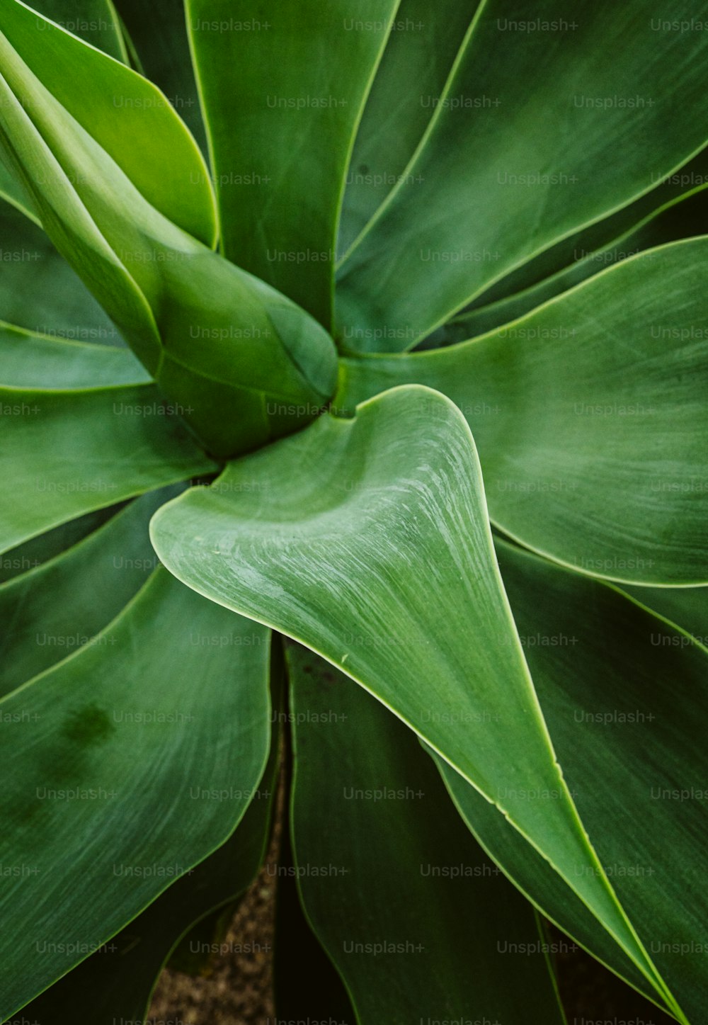 a close up of a large green plant