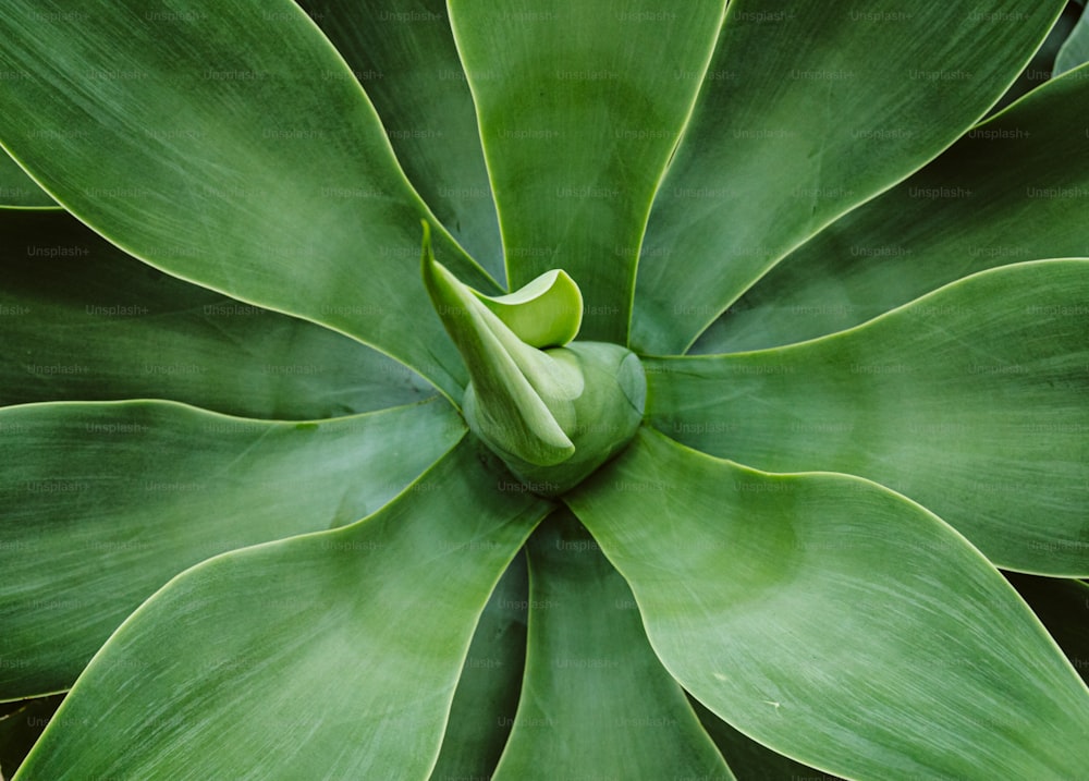un gros plan d’une plante verte avec des feuilles