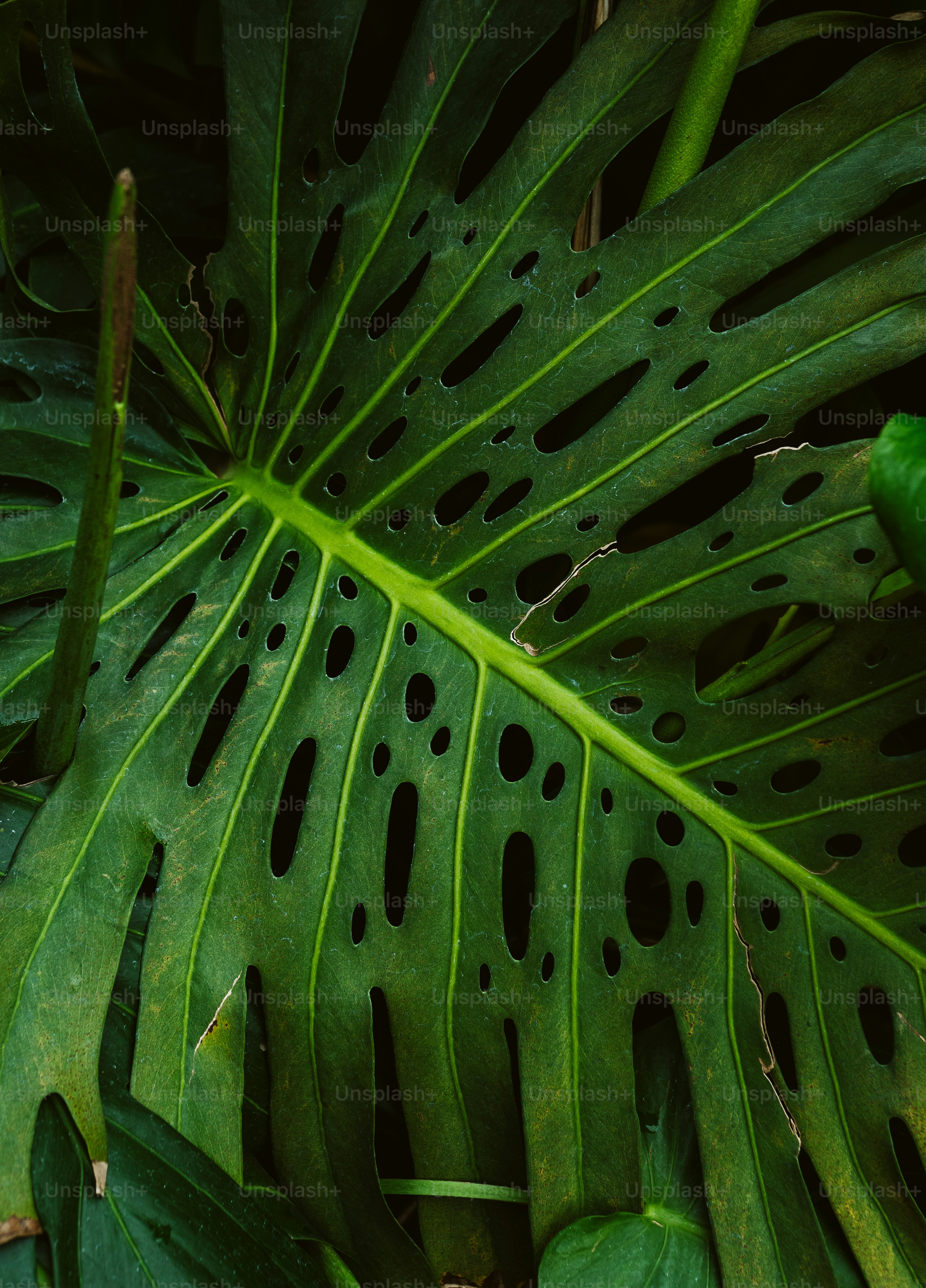 monstera adansonii 'leichtlinii' Monstera Frozen Freckles