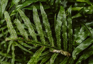 a close up of a green leaf with drops of water on it