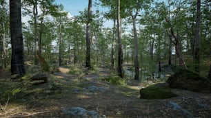 Un sendero en medio de un bosque con rocas y árboles