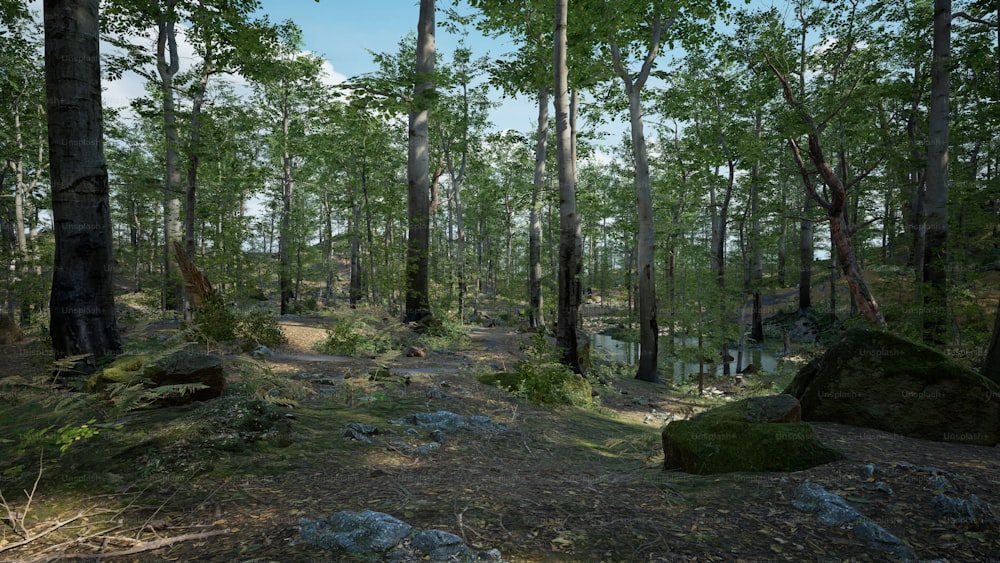um caminho no meio de uma floresta com rochas e árvores