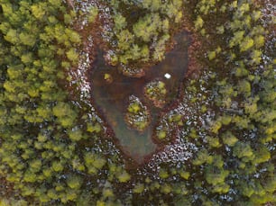 a bird's eye view of a pond in the middle of a forest