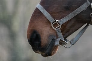 a close up of a brown horse's face