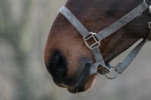 Eine Nahaufnahme des Gesichts eines braunen Pferdes