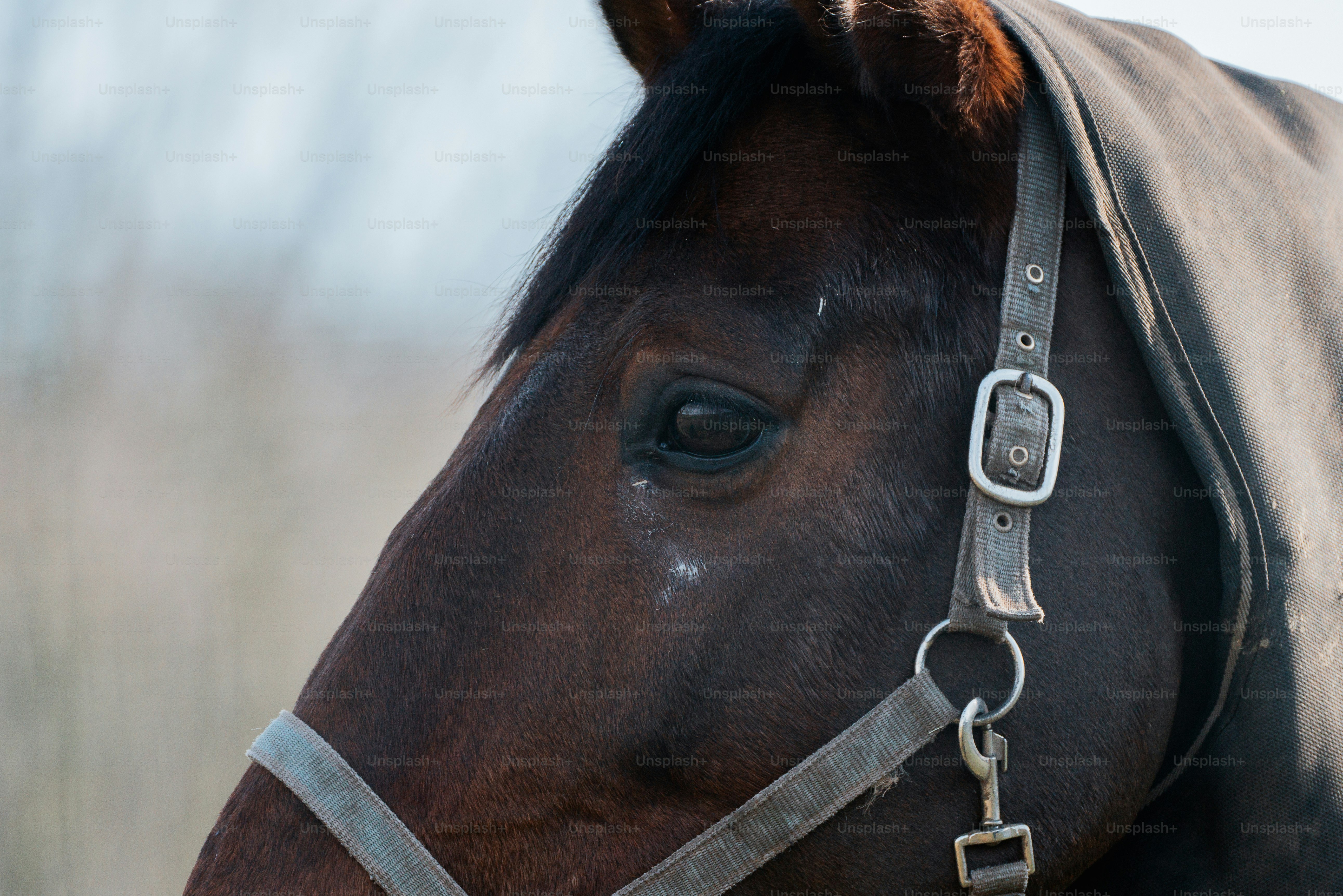 a close up of a brown horse with a bridle