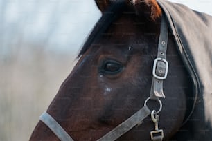 a close up of a brown horse with a bridle