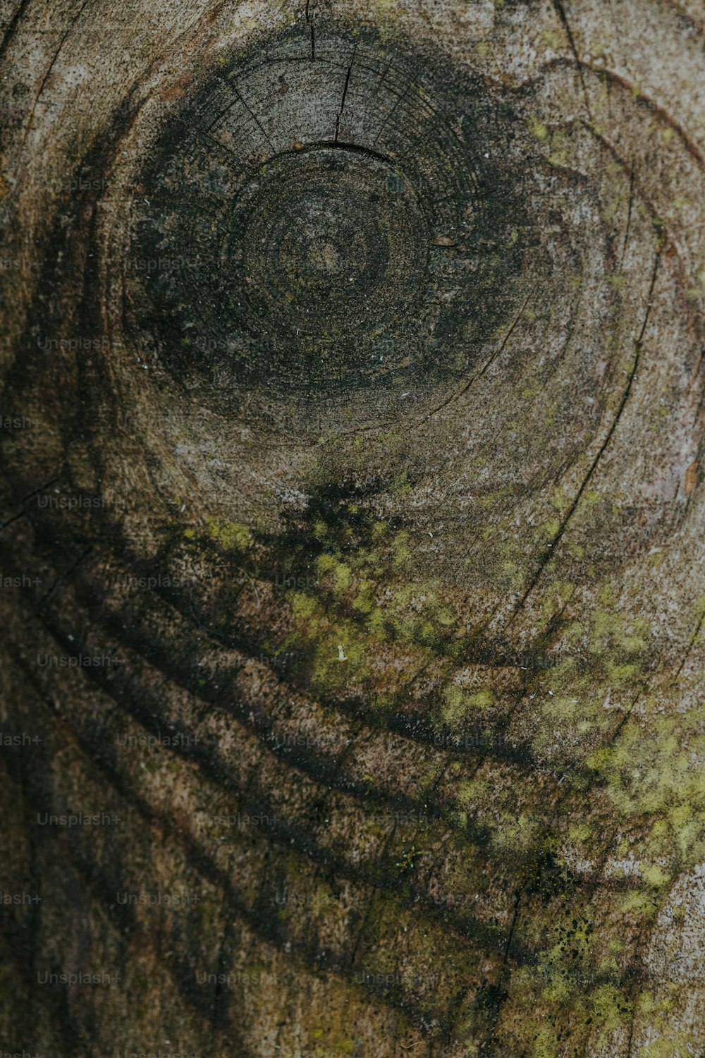 苔が生えている木の幹の接写