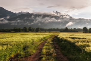 a dirt road in a field with a mountain in the background