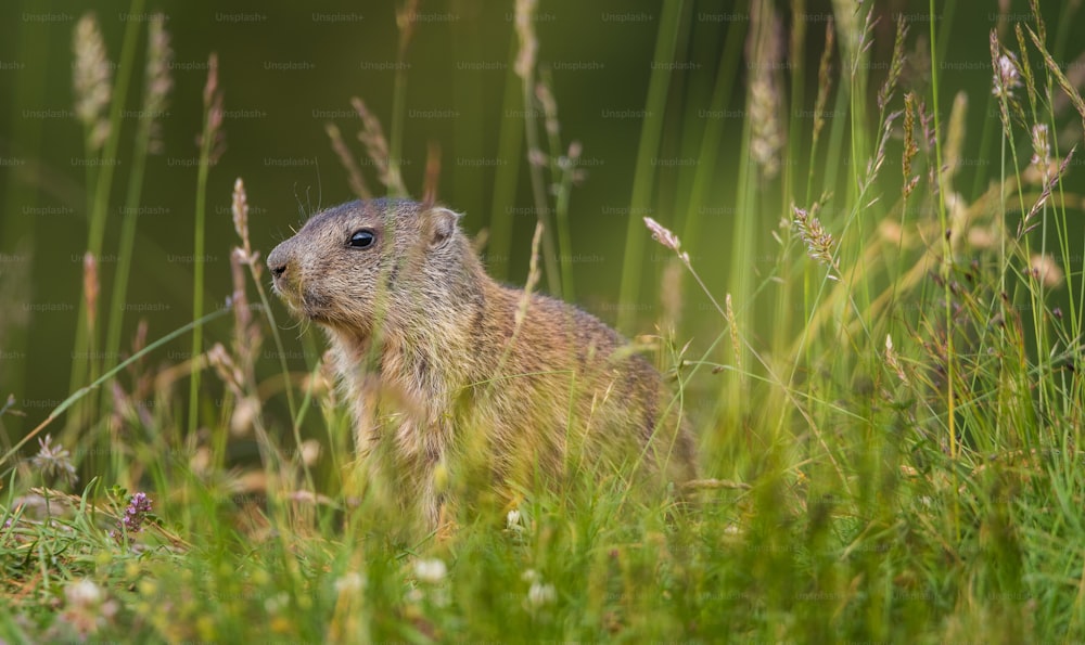 Una marmotta in un campo di erba alta