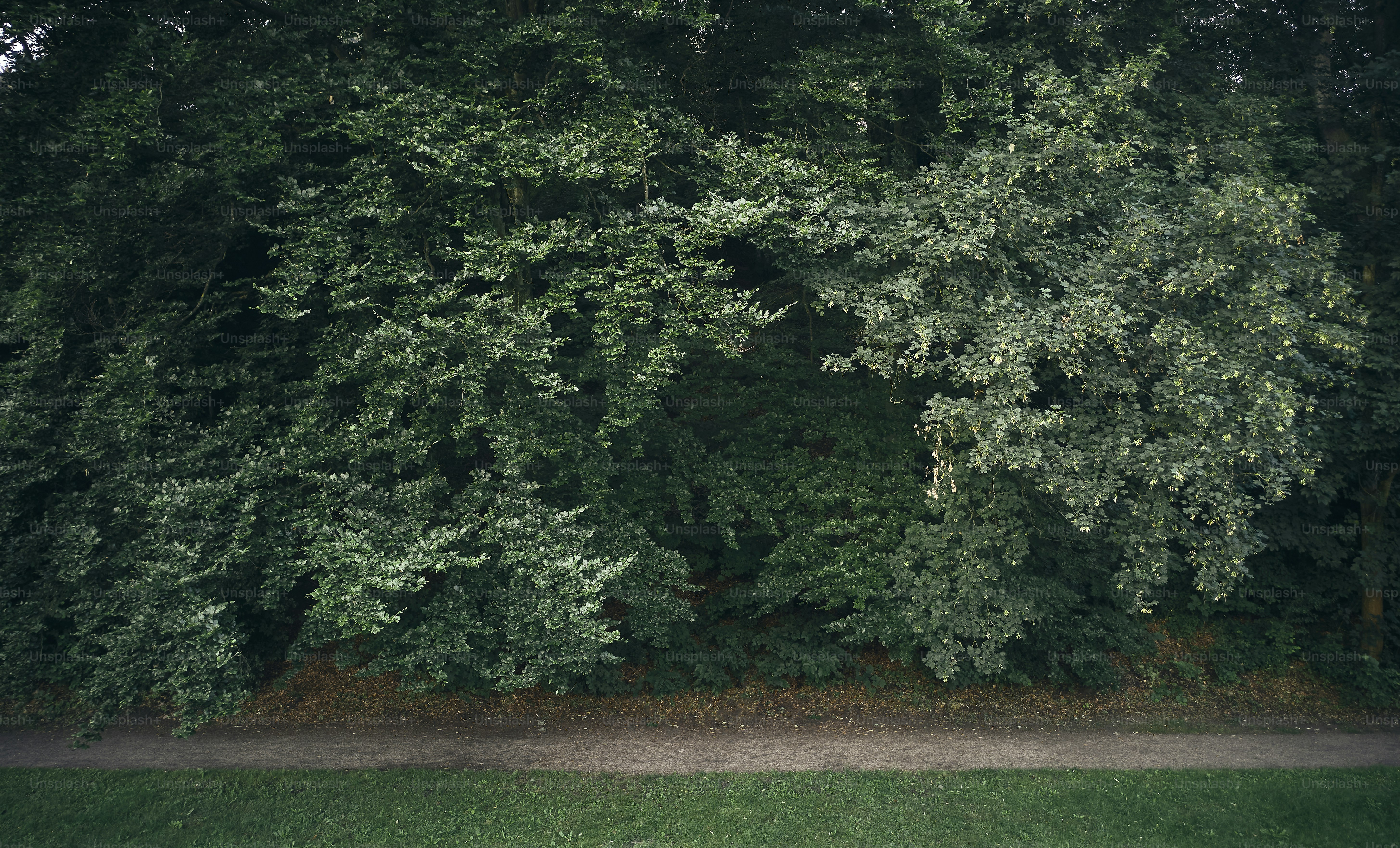 Une vue aérienne d’une forêt verdoyante