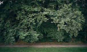 Une vue aérienne d’une forêt verdoyante