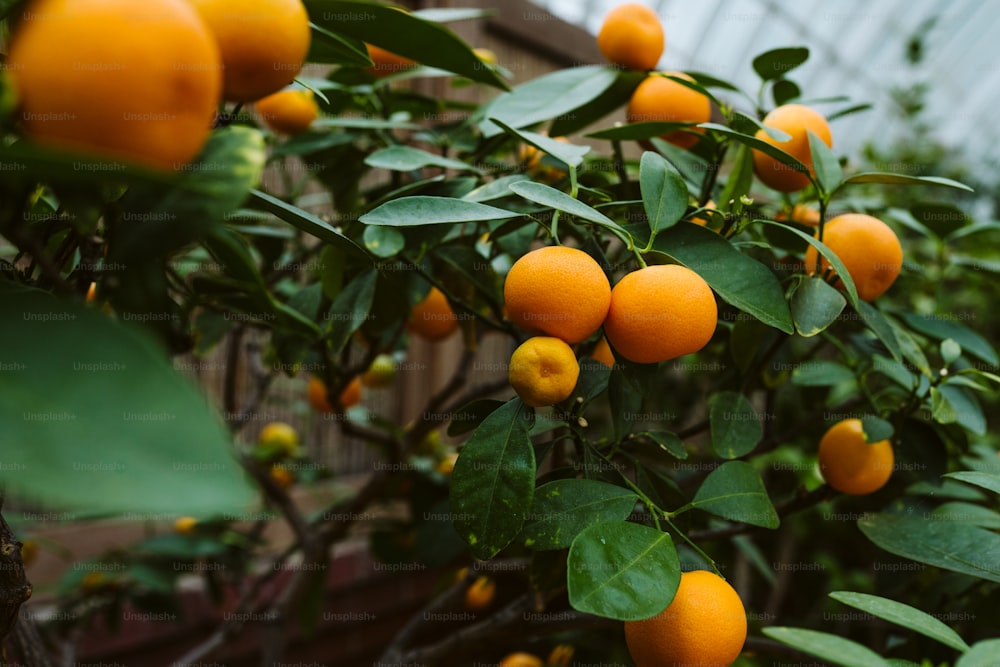 Orange bonzai tree photo – Free Tree Image on Unsplash